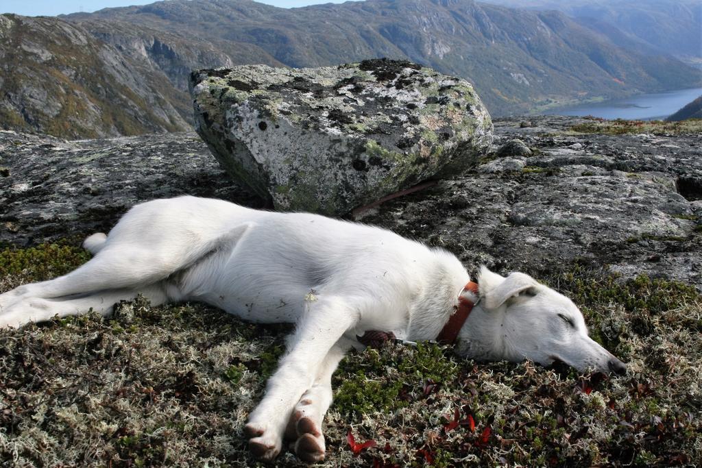 Haukeli Husky Fjellgard Villa Buitenkant foto